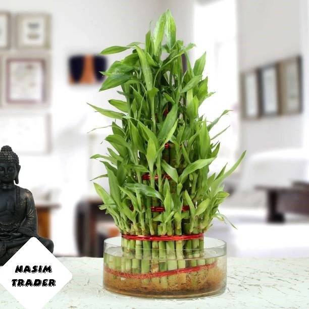 SKDIYA Two Layer Bamboo Plant