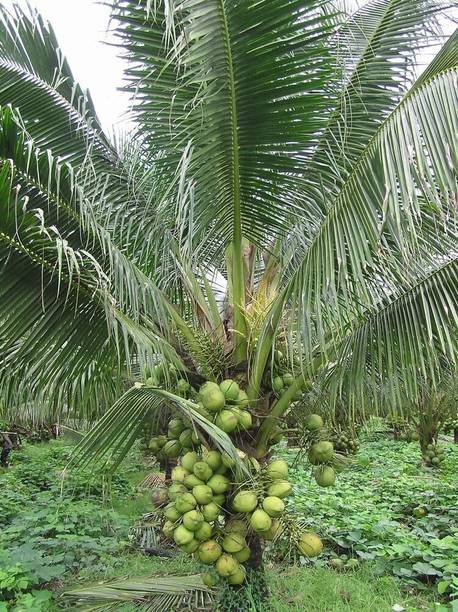 Green view Coconut Plant