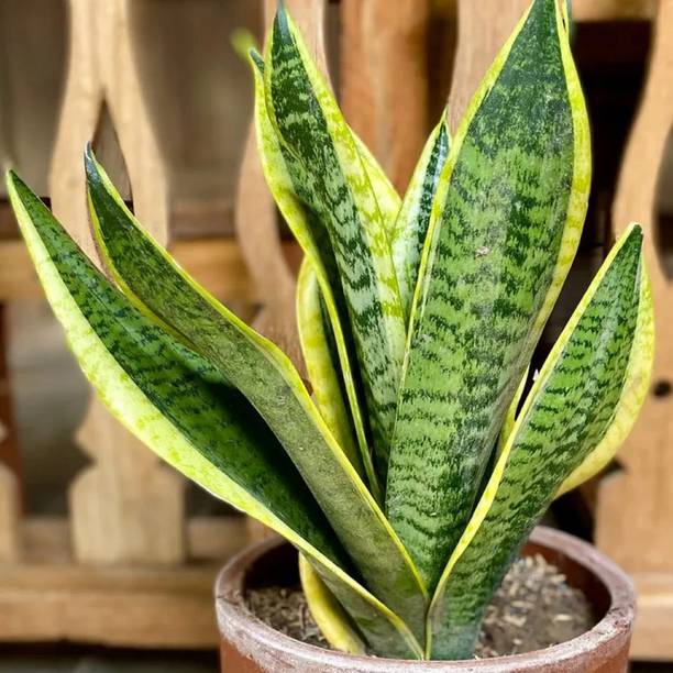 ARPITAPLANTS Snake Plant