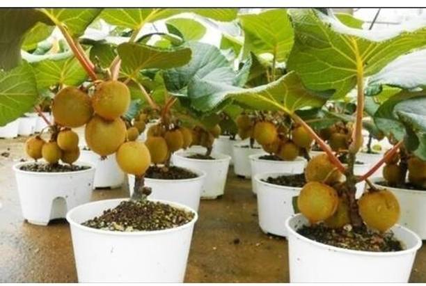 Cloud Farm Kiwi Plant