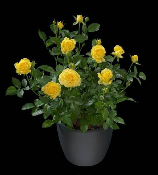 Aclipastal Rose Plant