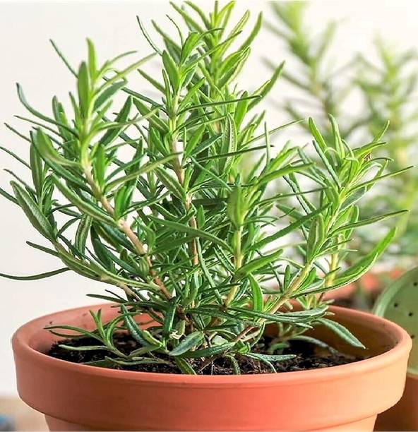 SKDIYA Rosemary Plant