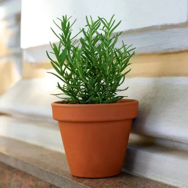 Aestheticplant Rosemary Herb Plant