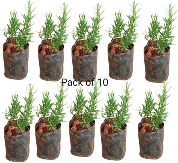 Live Plants Rosemary Herb Plant, Rosemary Plant