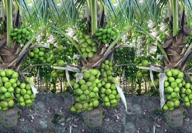 थाई वेरिटी नारियल का पौधा पौधा