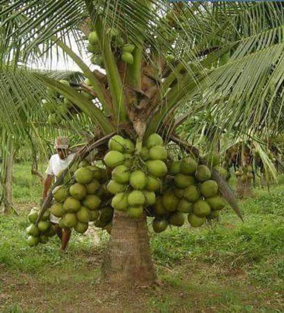 Grafted Green Dwarf Coconut Plant
