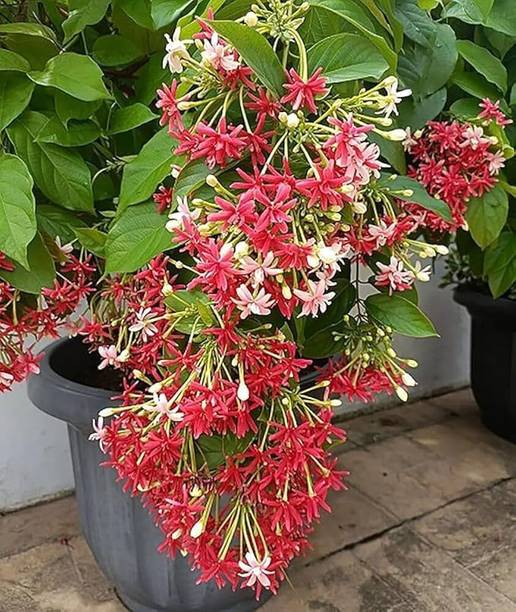 Cloud Farm Madhumalti/Rangoon Creeper