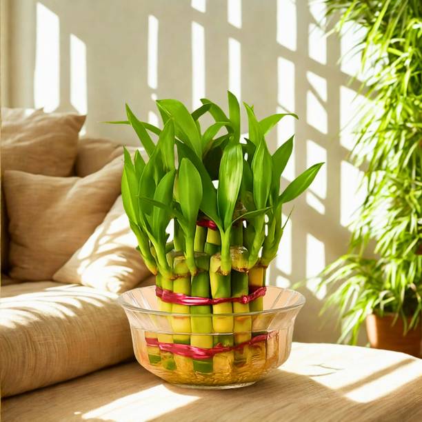 plantozo Two Layer Bamboo Plant