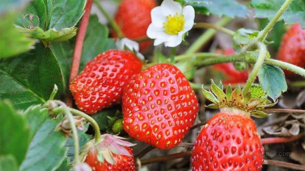 Cloud Farm Strawberry Plant
