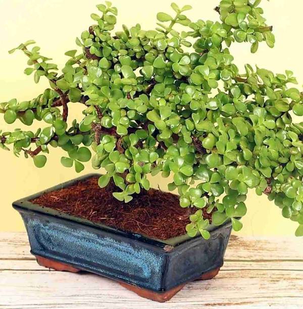 कुबेरा जाडे प्लांट जेड प्लांट पौधा