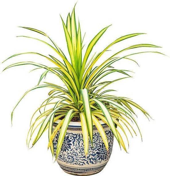 Adrita Spider Plant