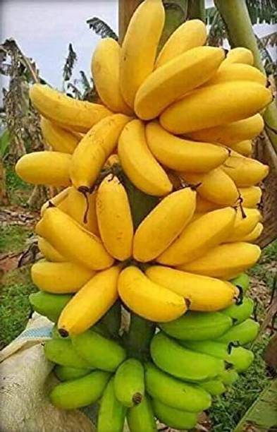 Heaven Of Saplings Banana Plant