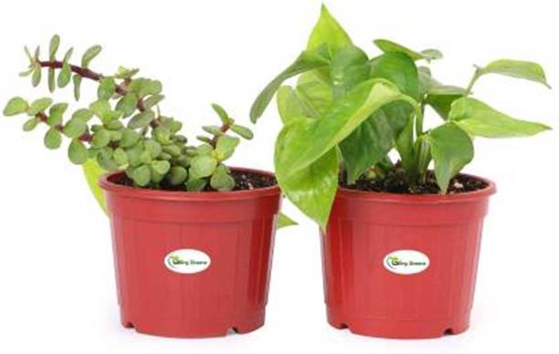 Wrenna Money Plant