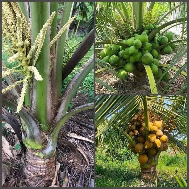 NurseryFriends Coconut Plant