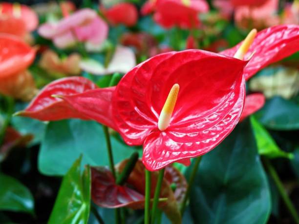 Agroholic Traders Anthurium Plant