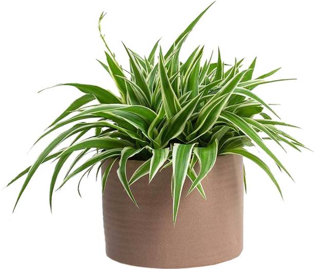 Rozaliya Spider Plant