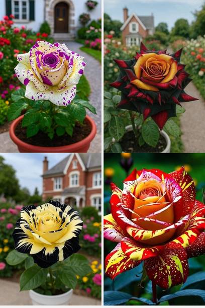 MAQINPLANTHOUSE Rose Plant