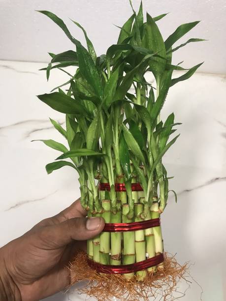 BloomShadow Lucky Bamboo Plant