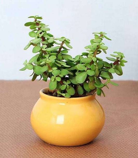 Barnaby Jade Plant