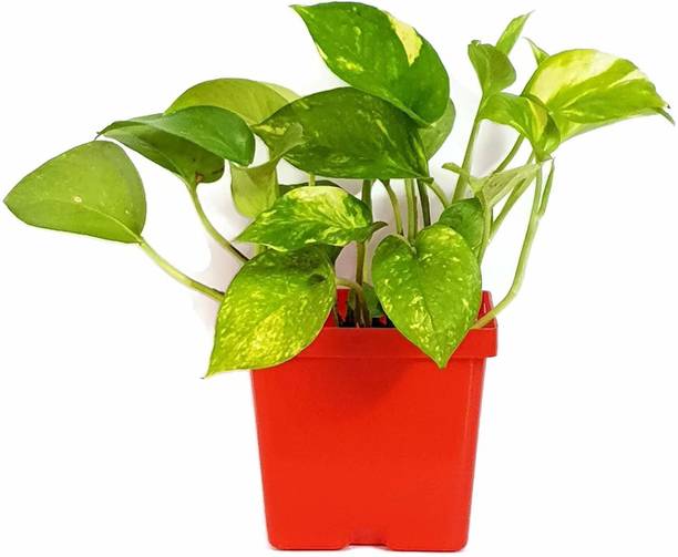 PIOVEXA Money Plant