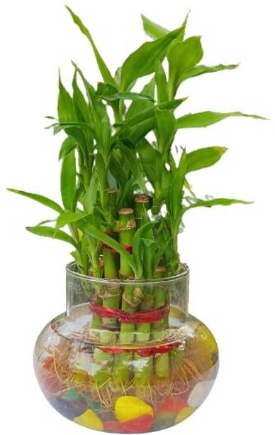 Flora Solutions Two Layer Bamboo Plant