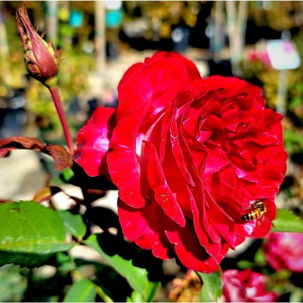 ALOCHUZ Rose Plant