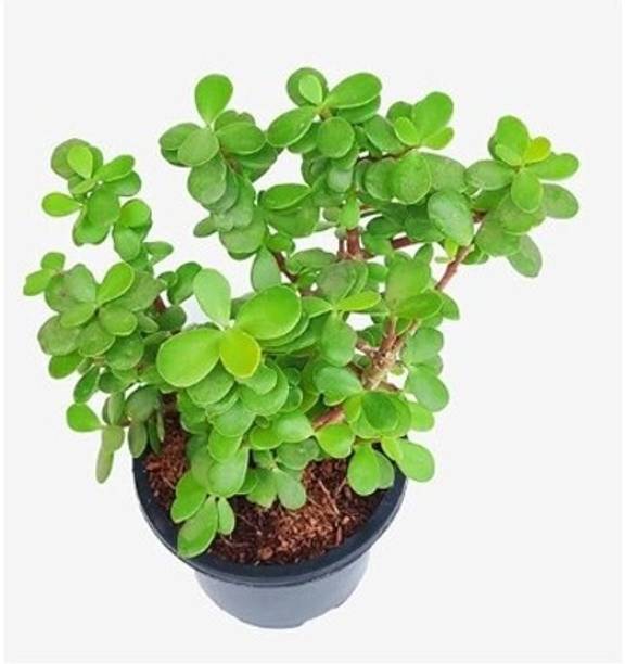 Treeicks Jade Plant