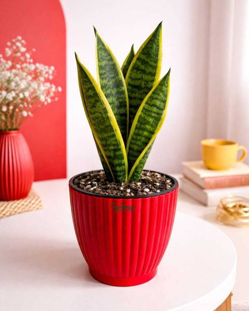 UPVAN Snake Plant