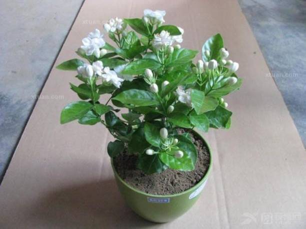 MiracleGarden Jasmine Plant