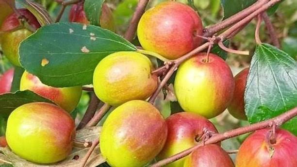 Axotic Plant Hub Thai Grafted Ber Apple Plant