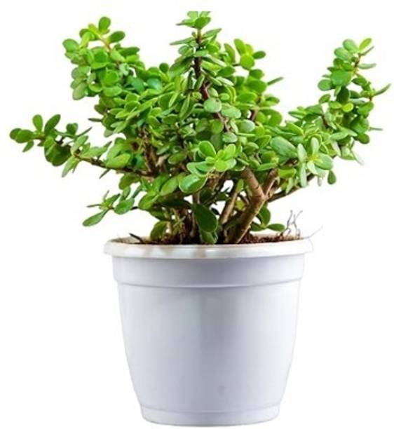 Treeicks Jade Plant