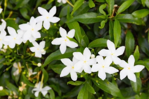 AloGardening Jasmine Plant