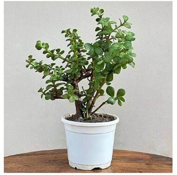 Treeicks Jade Plant