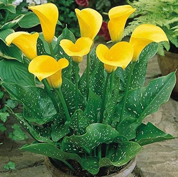 LaughEarth Peace Lily Plant