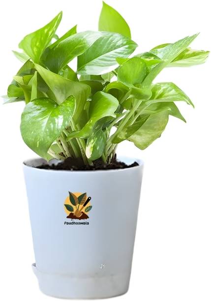 Paudhaawala Money Plant