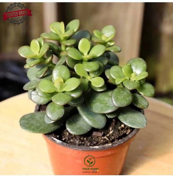YourPlant Jade Plant