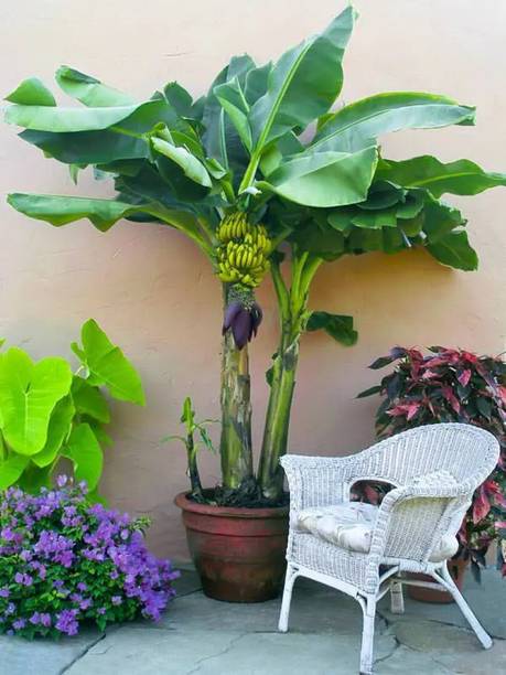 SAIQUALES Banana Plant
