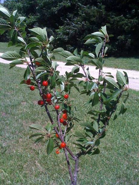 GreenyOn Cherry Fruit Plant