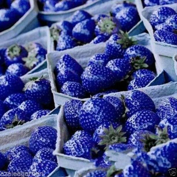 Cloud Farm Strawberry Plant