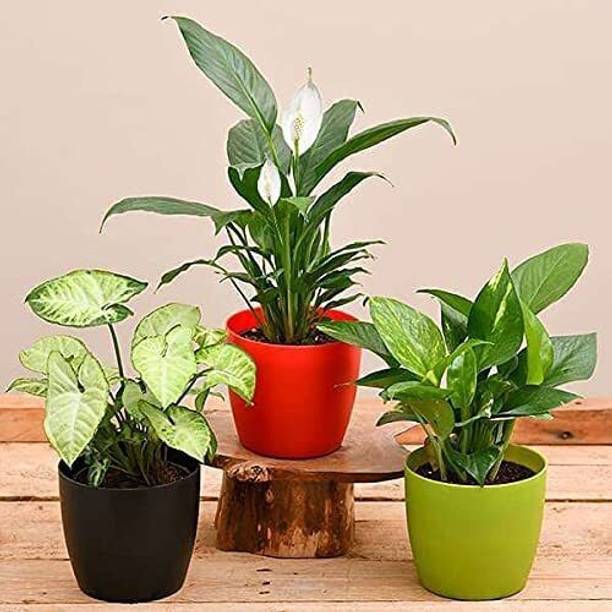 LivePlant Money Plant