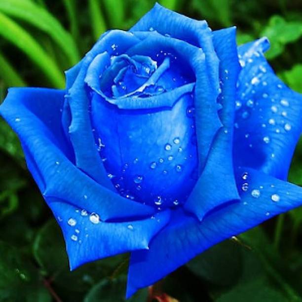 SAIQUALES Rose Plant