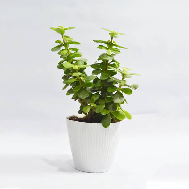 MADHAMANI Jade Plant