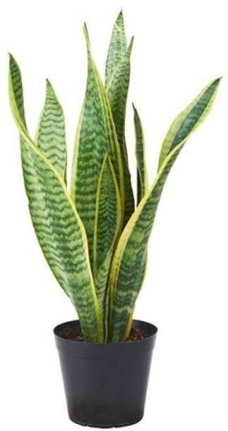 BloomShadow Snake Plant