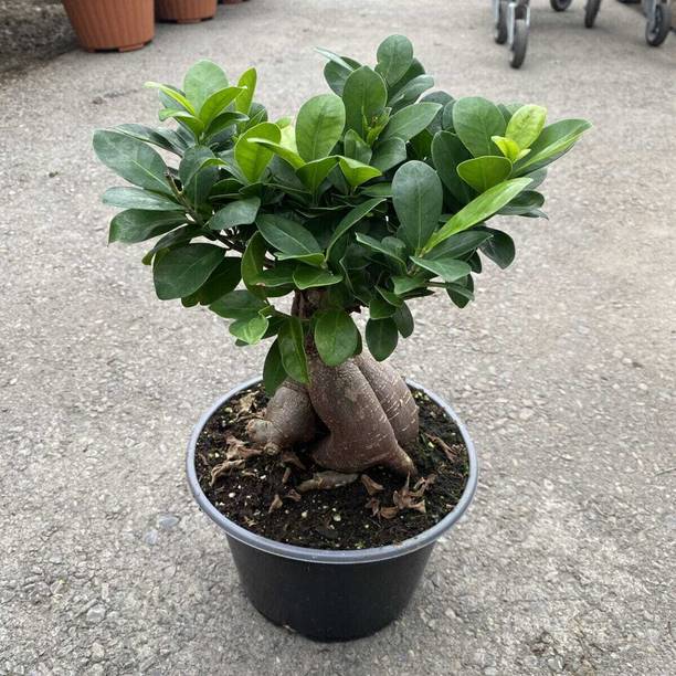 Cloud Farm Ficus Bonsai