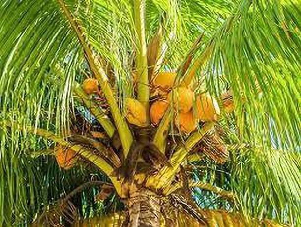 AGNES Coconut Plant
