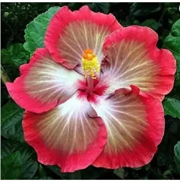 Sundhi Hibiscus Plant