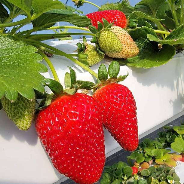 thai strawbery Strawberry Plant