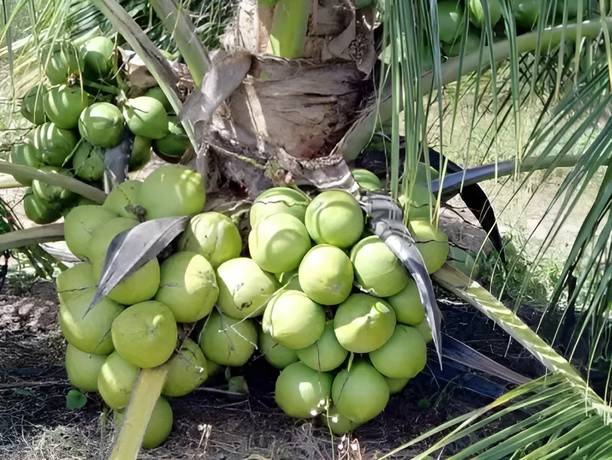 Green view Coconut Plant