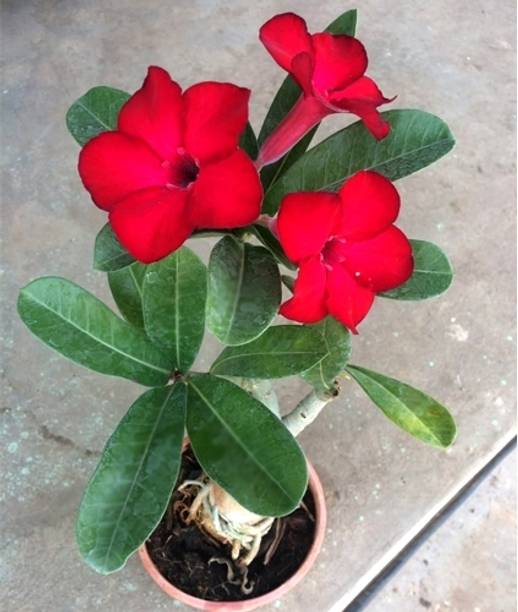 RupRish Adenium Plant
