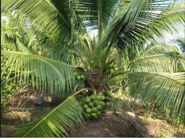 SBGARDEN Coconut Plant